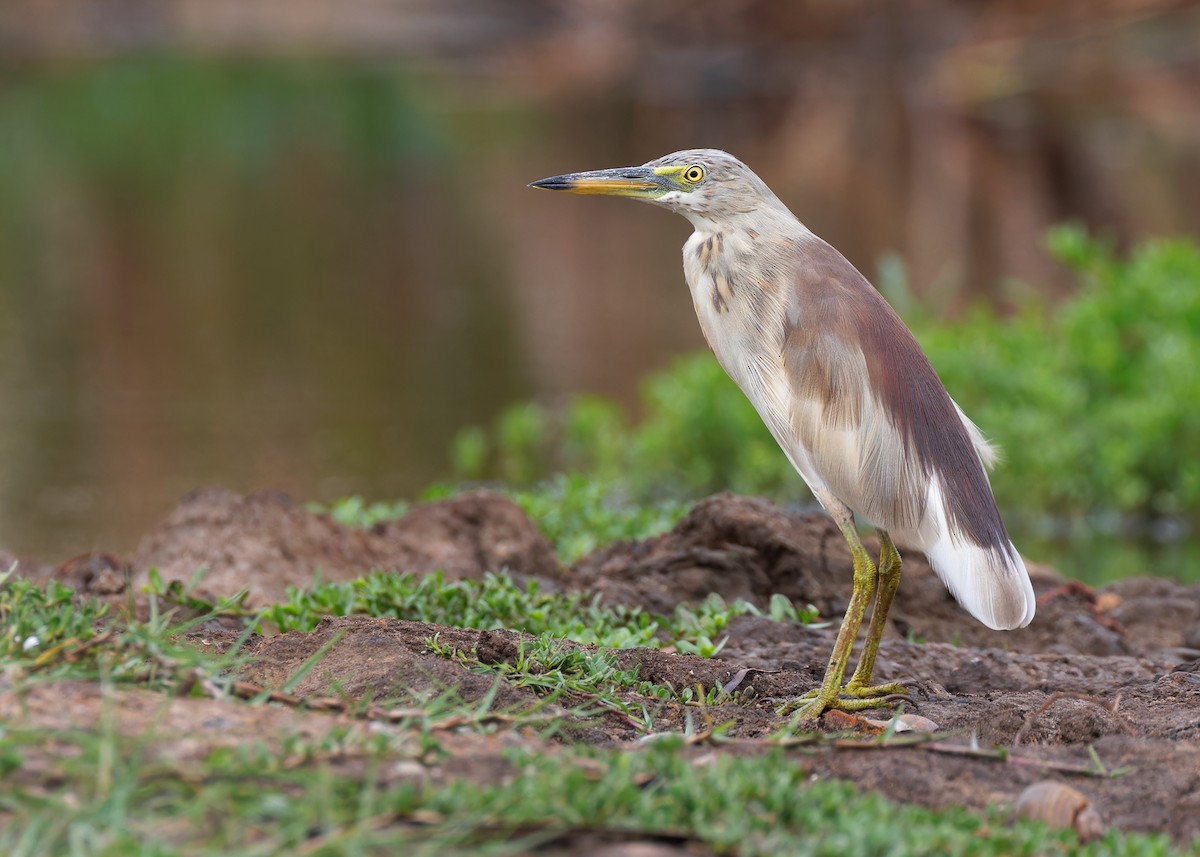 Indian Pond-Heron - ML608145091