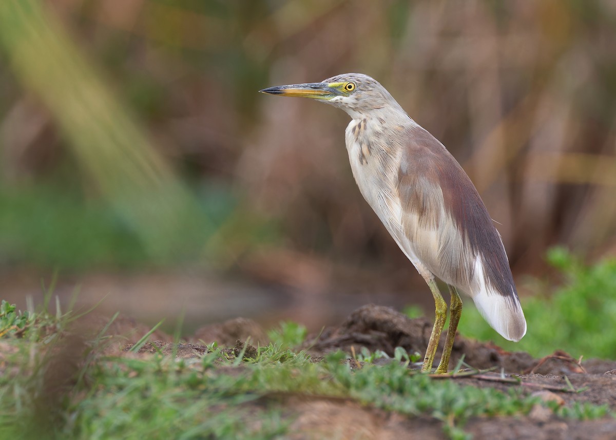 Indian Pond-Heron - ML608145101