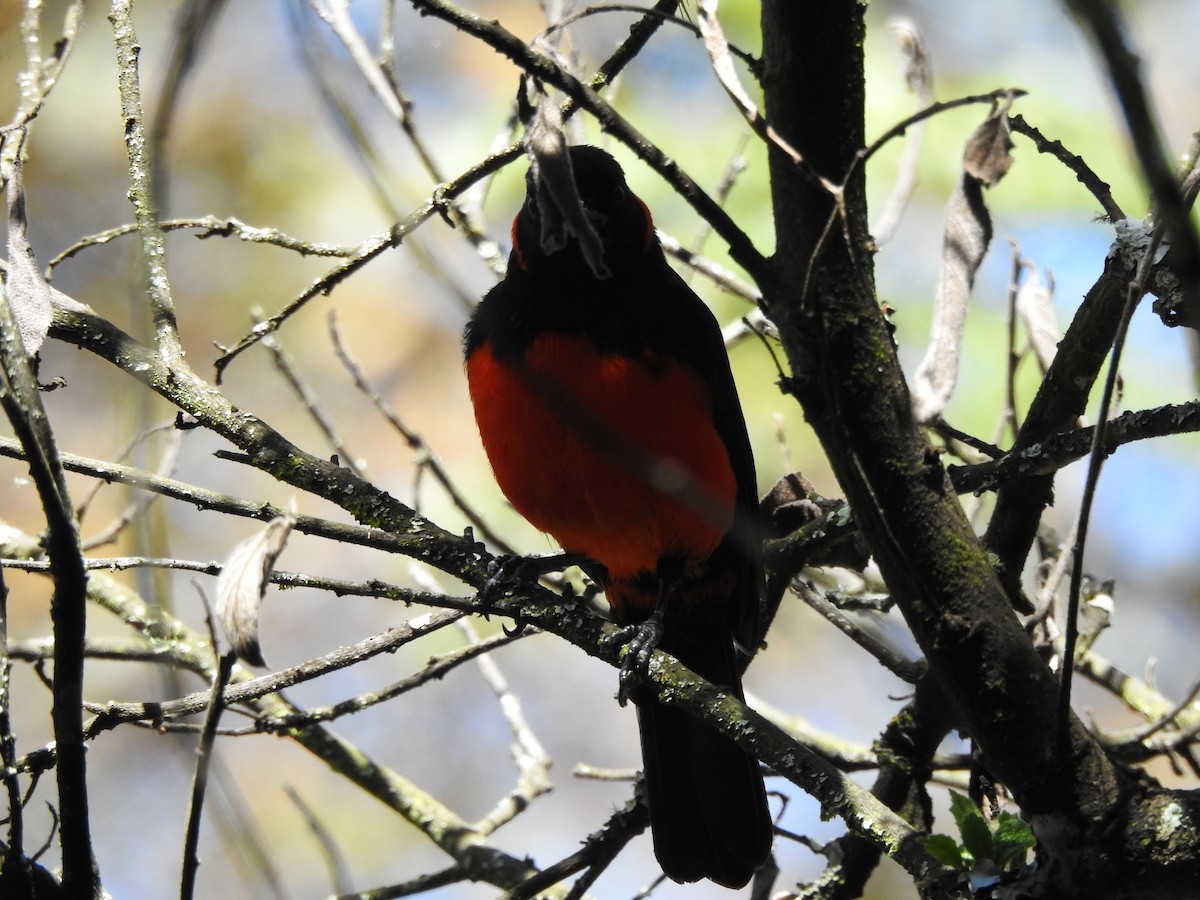 Scarlet-bellied Mountain Tanager - ML608145461