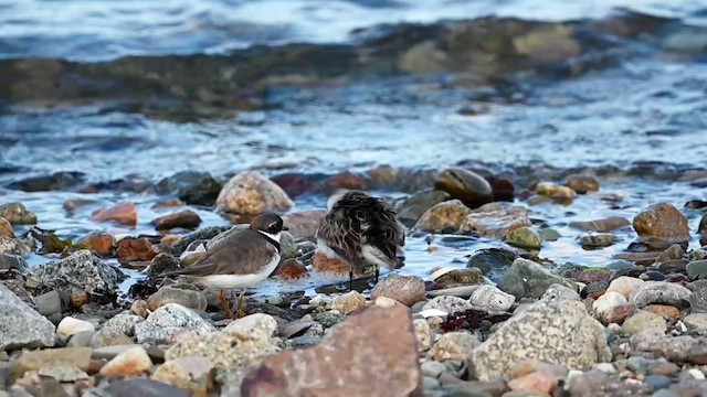 Semipalmated Sandpiper - ML608145851