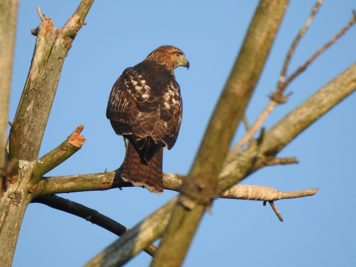 Red-tailed Hawk - ML608148701