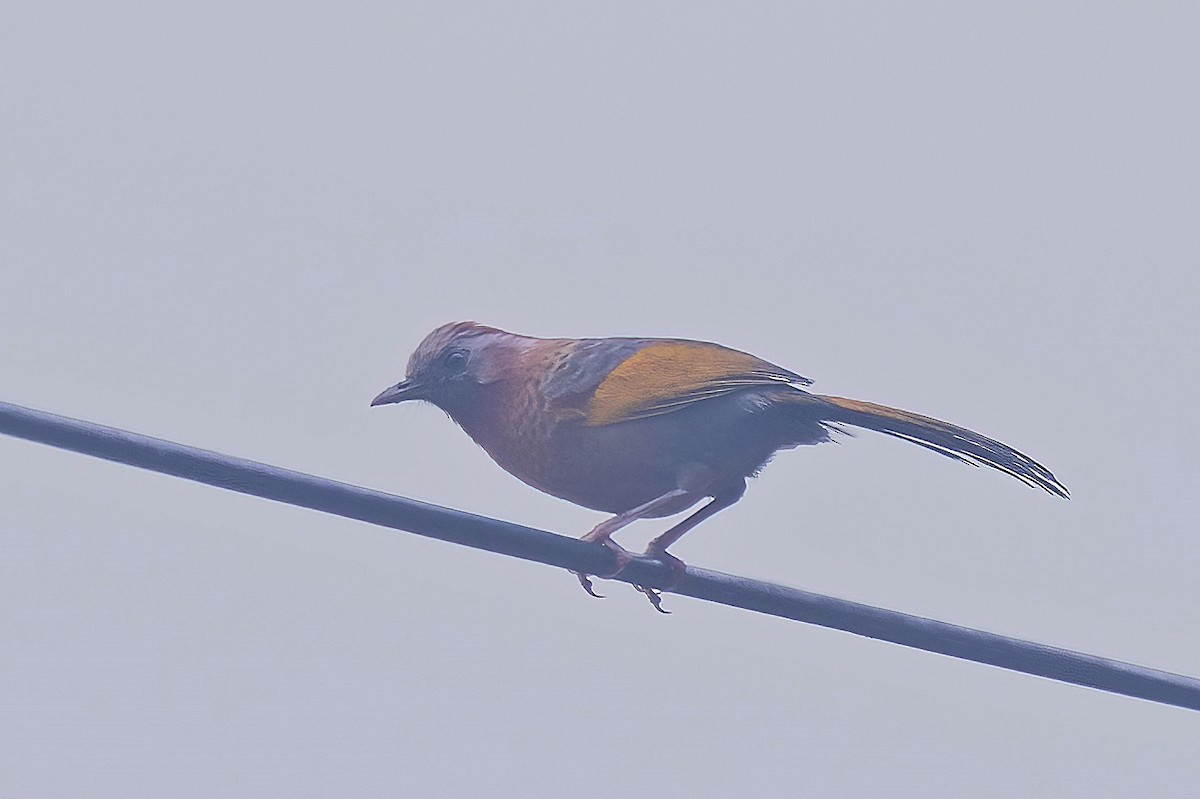 Assam Laughingthrush - Rajkumar Das