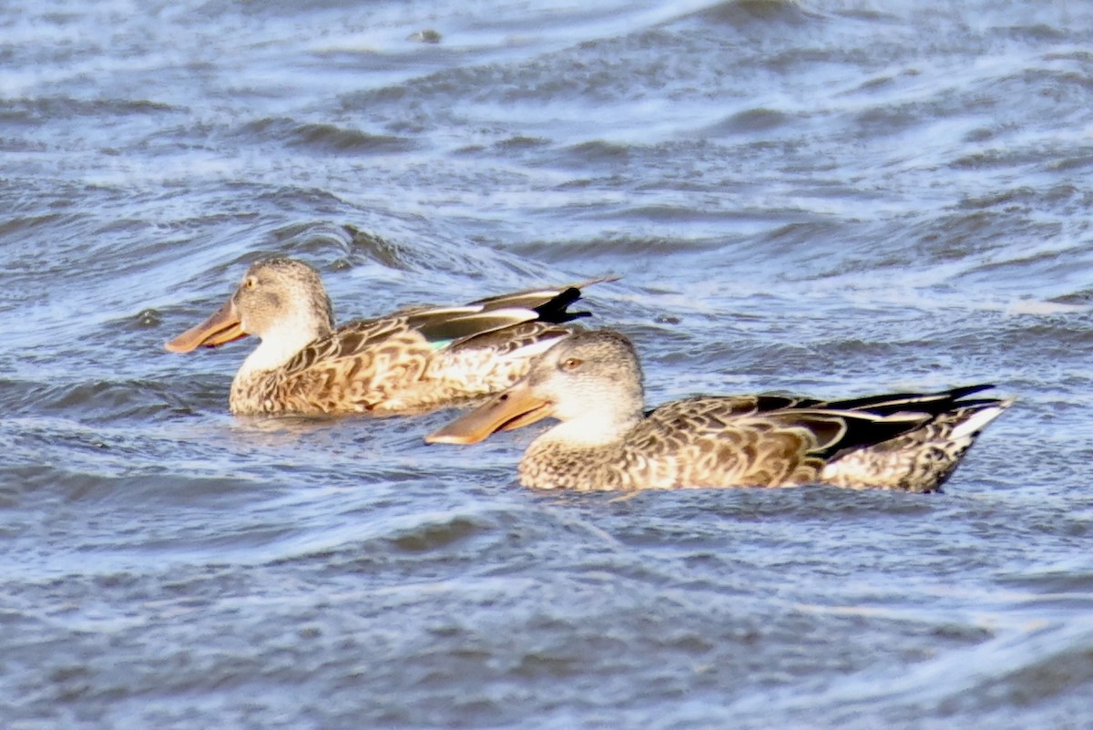 Northern Shoveler - ML608149671