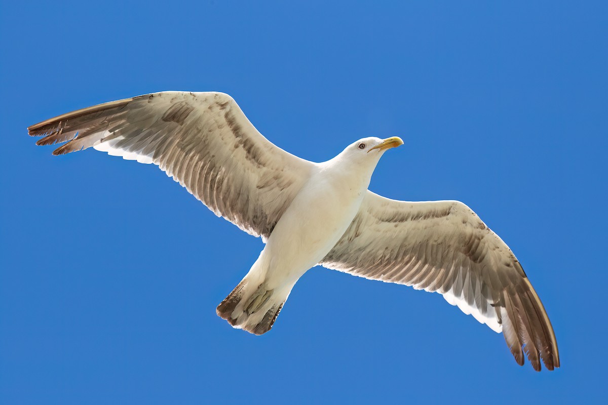 Kelp Gull - ML608150511