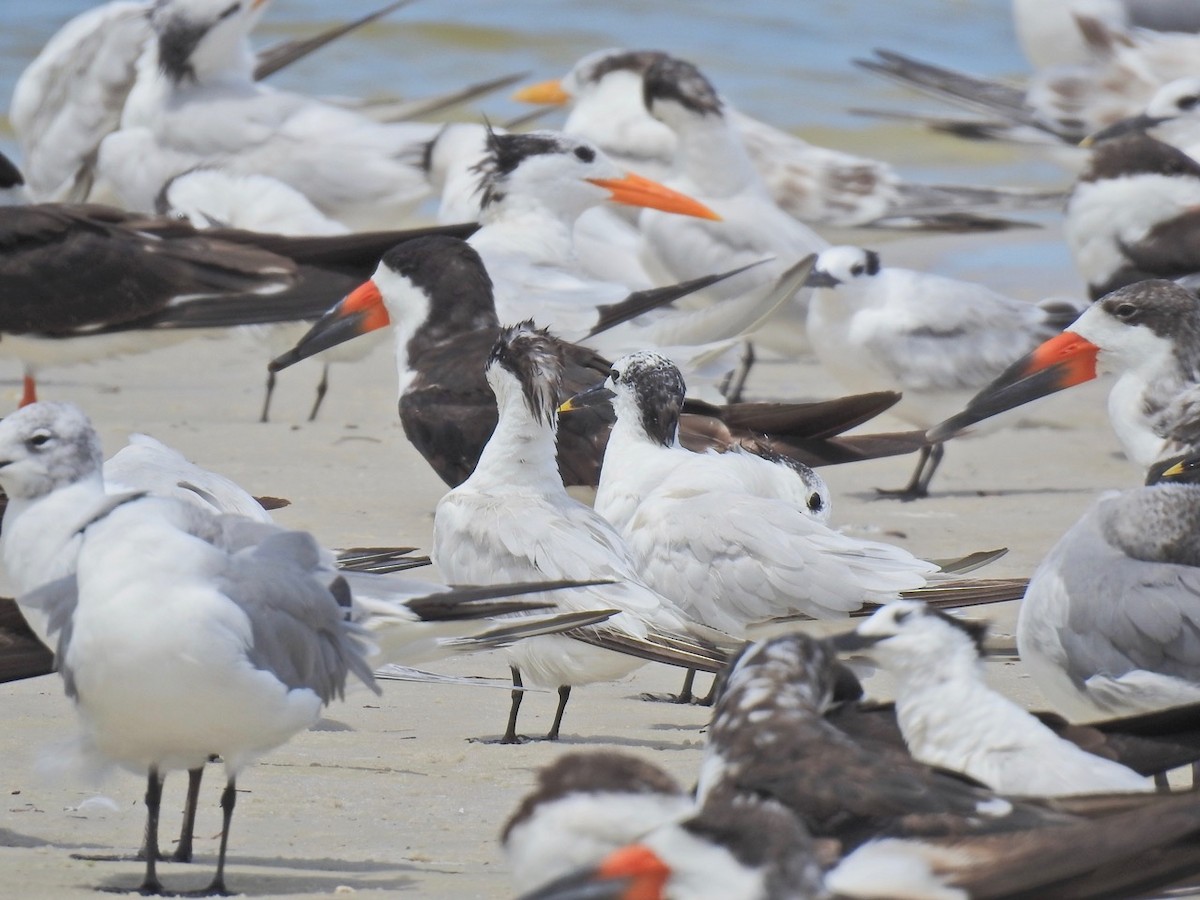 Sandwich Tern - ML608150831