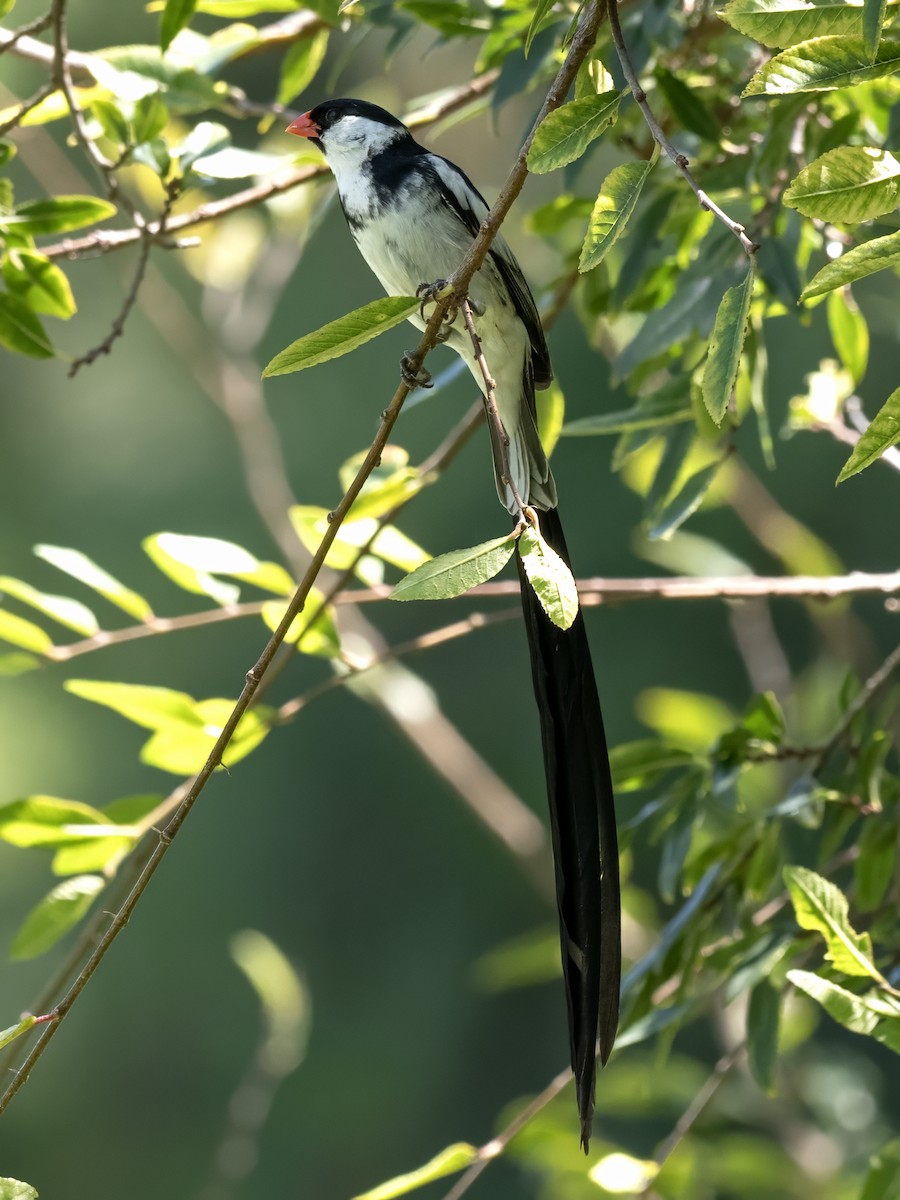 Pin-tailed Whydah - ML608151091