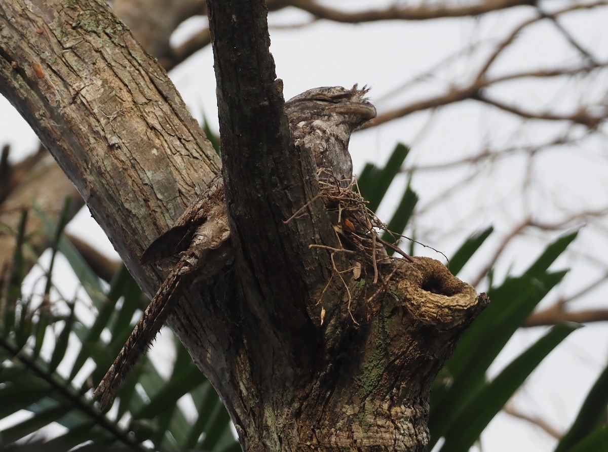Papuan Frogmouth - ML608151571