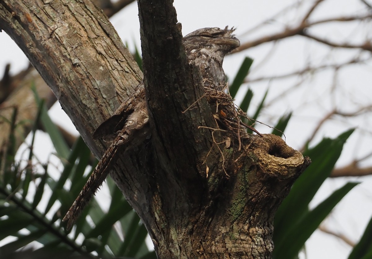 Papuan Frogmouth - ML608151621