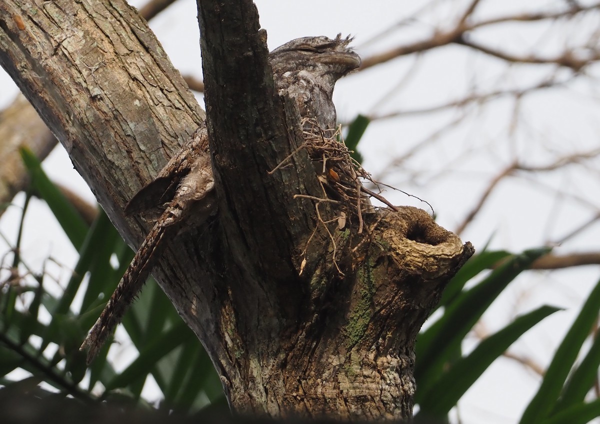 Papuan Frogmouth - ML608151721