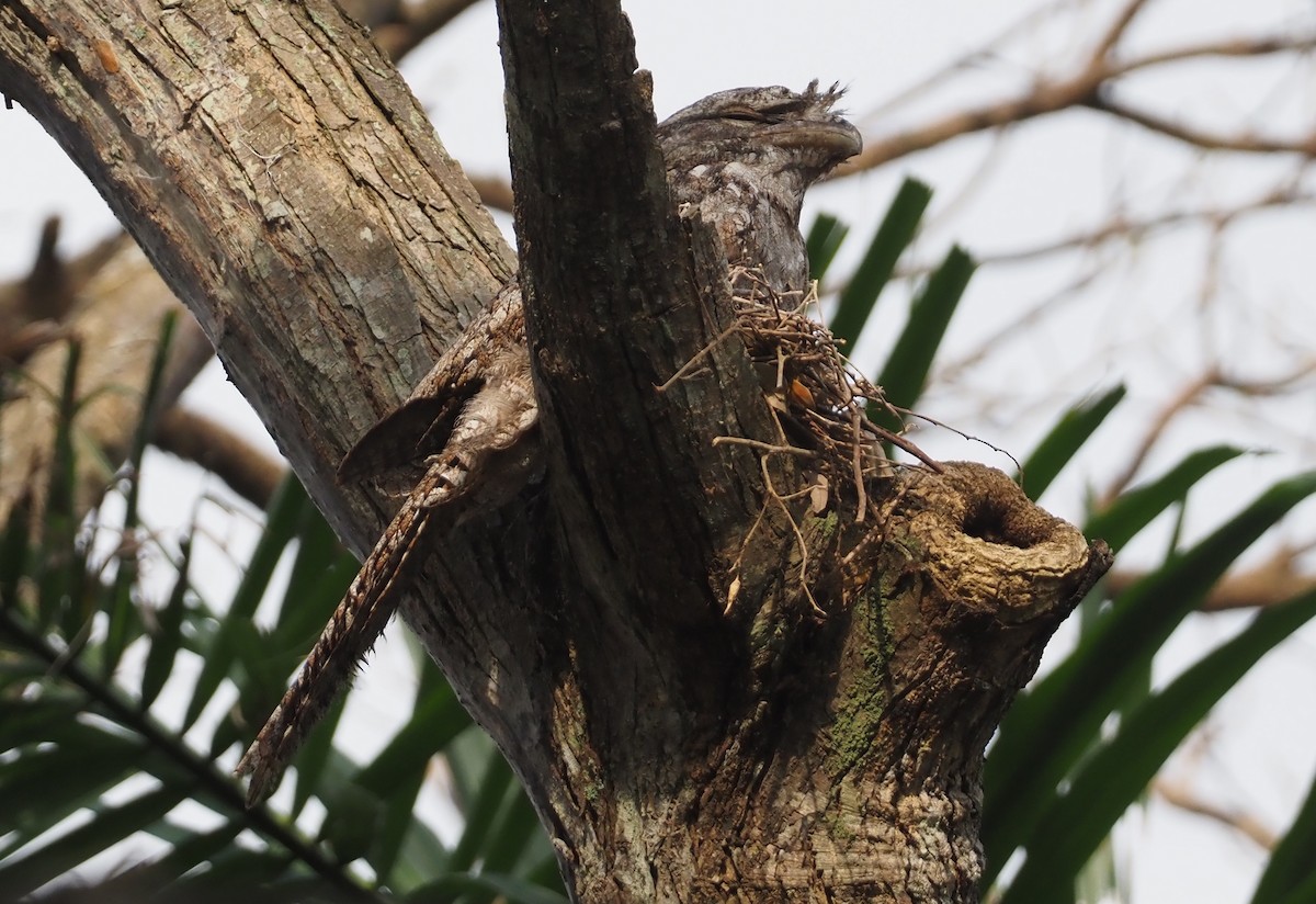 Papuan Frogmouth - ML608151781