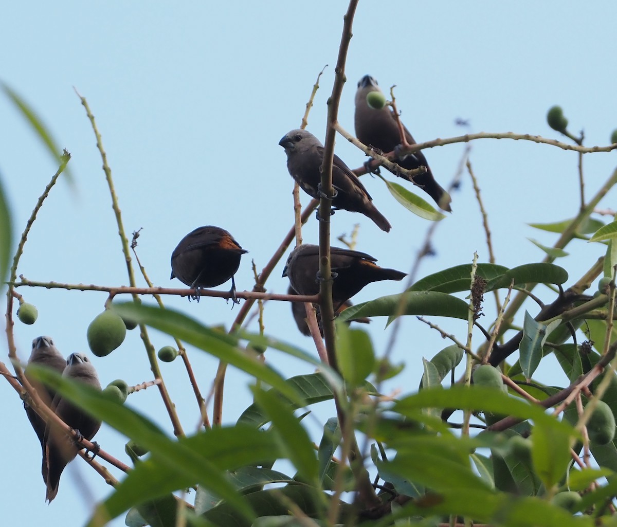 Gray-headed Munia - ML608151931