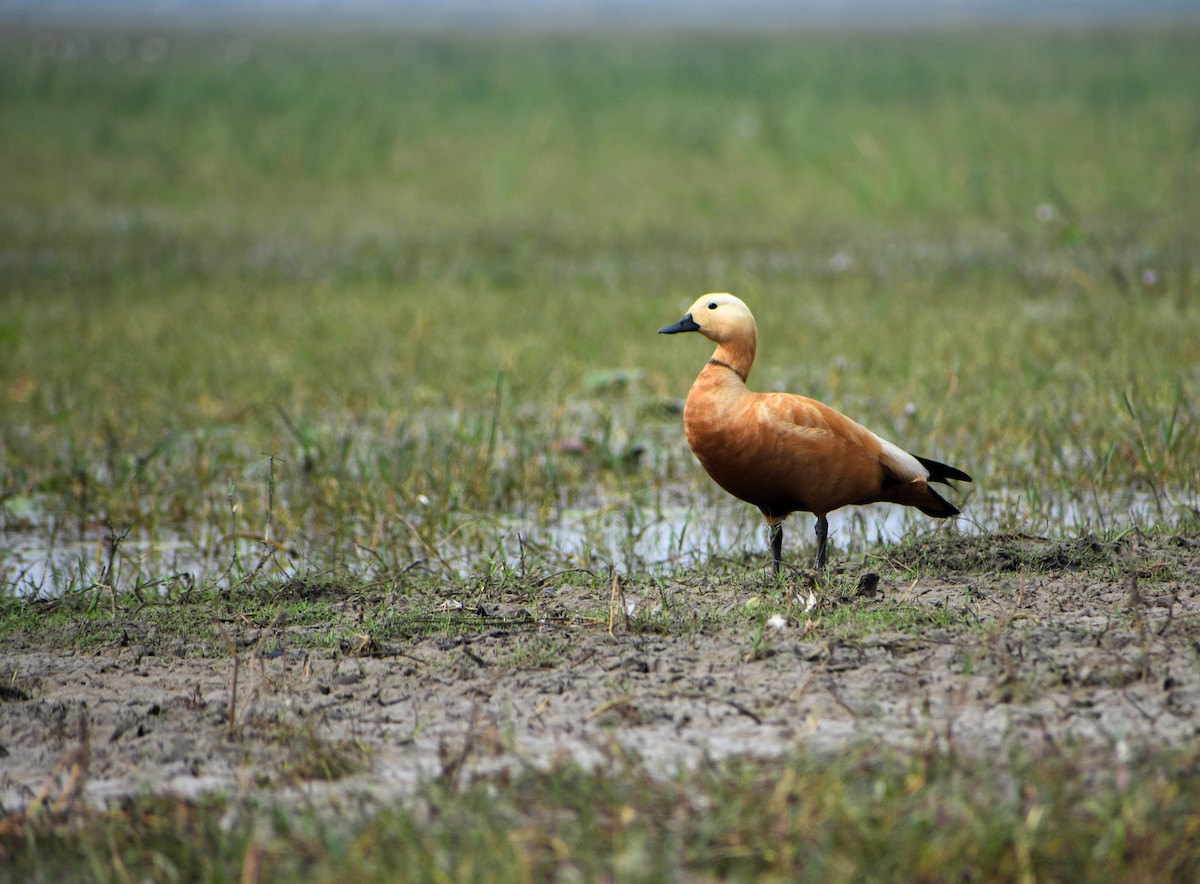 Ruddy Shelduck - ML608152101