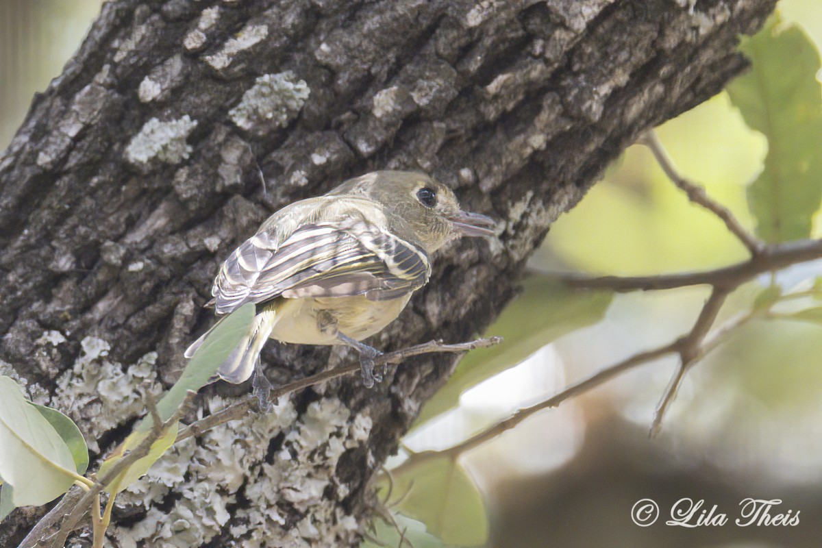 Hutton's Vireo - ML608152481