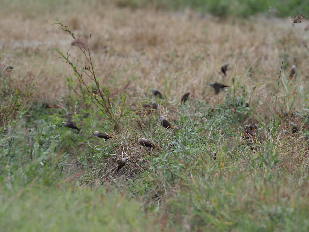 Gray-headed Munia - ML608153601