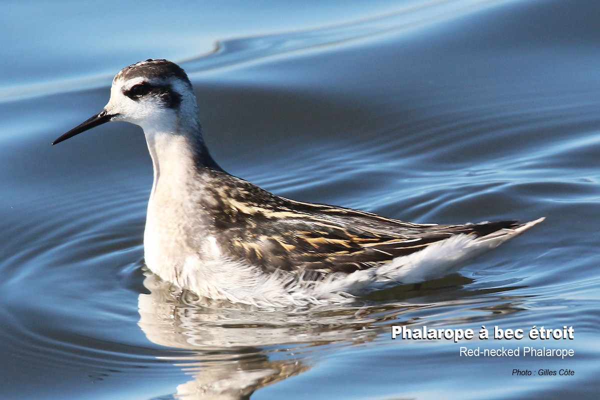 Red-necked Phalarope - ML608153851