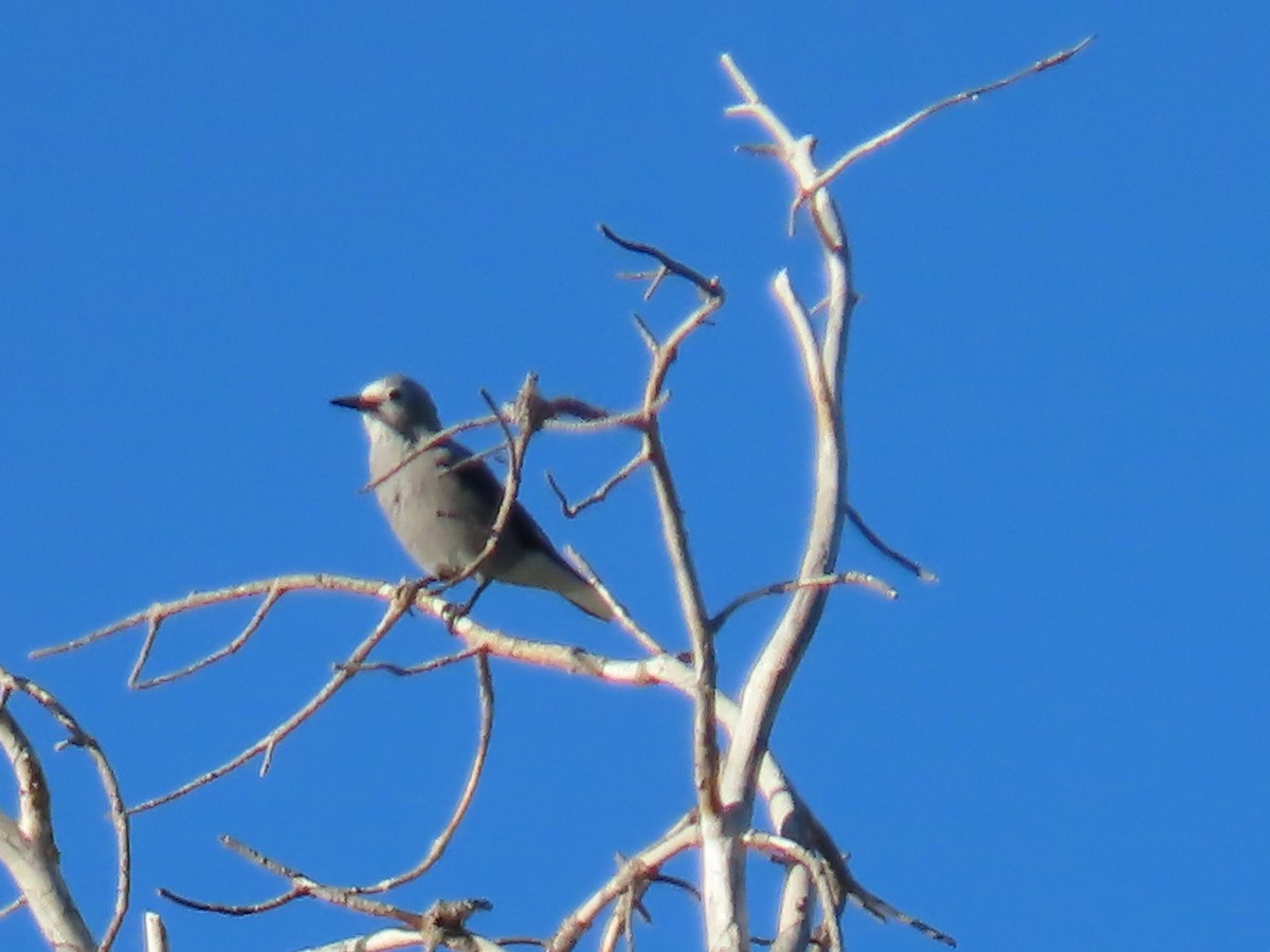 Clark's Nutcracker - ML608154511