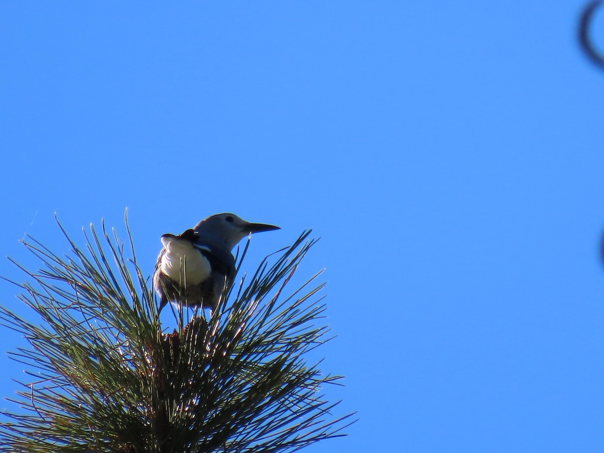 Clark's Nutcracker - ML608154521