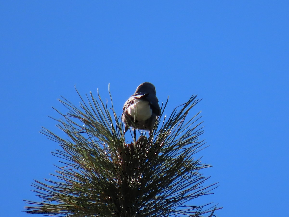Clark's Nutcracker - ML608154531