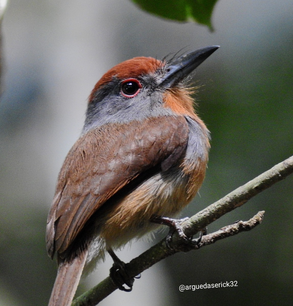 Rufous-capped Nunlet - ML608154571