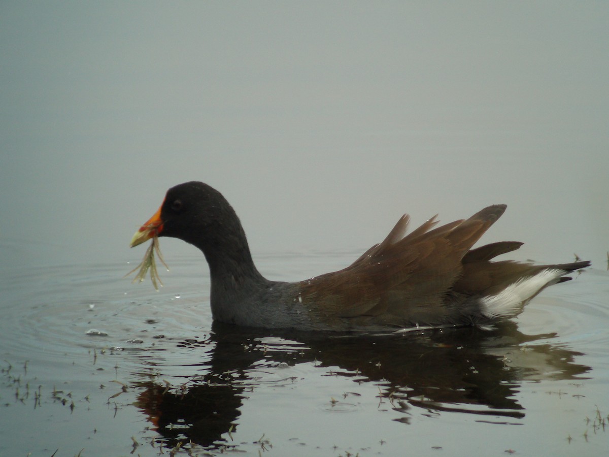 Gallinule d'Amérique - ML608155751