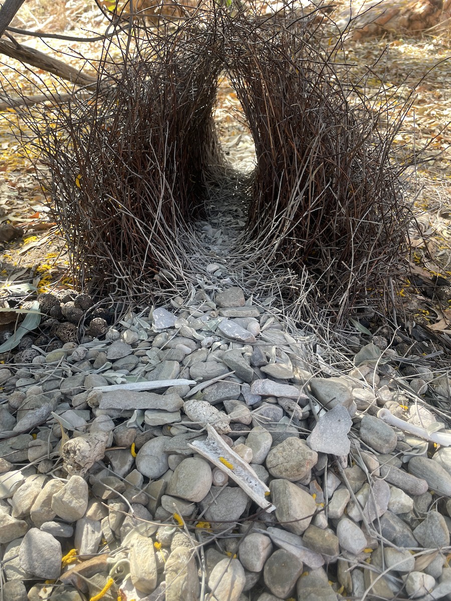 Great Bowerbird - Mark Tyler