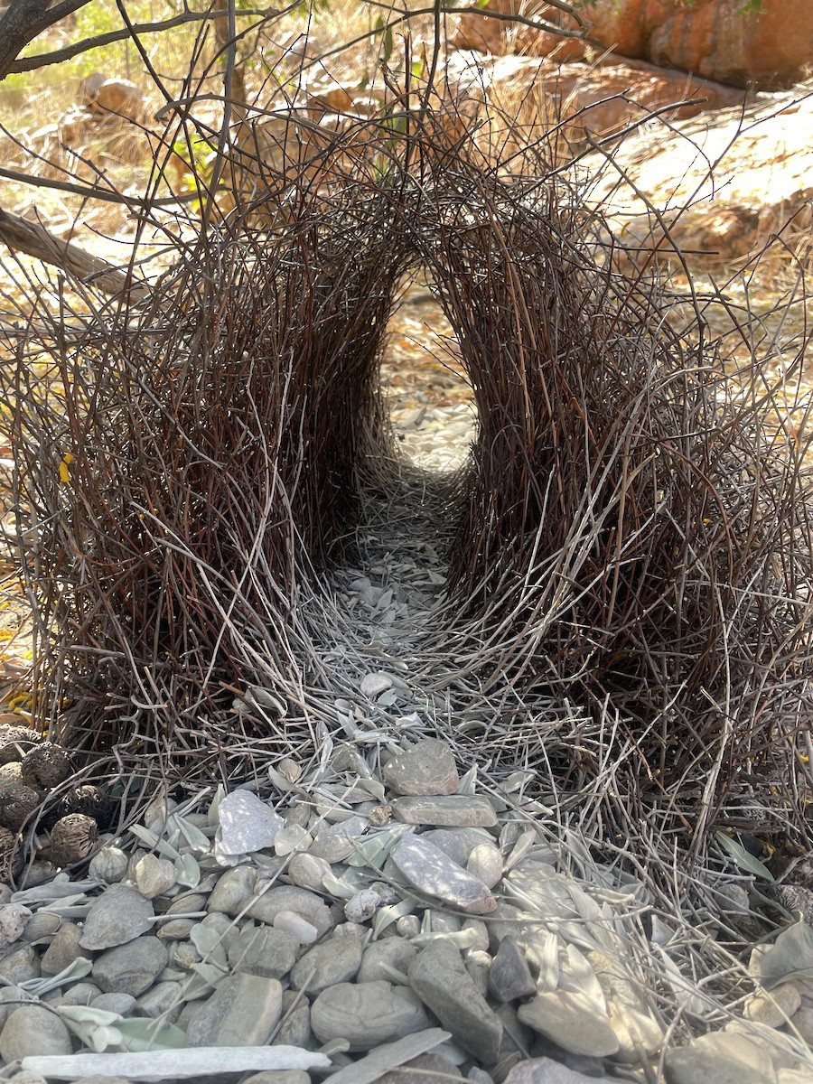 Great Bowerbird - Mark Tyler