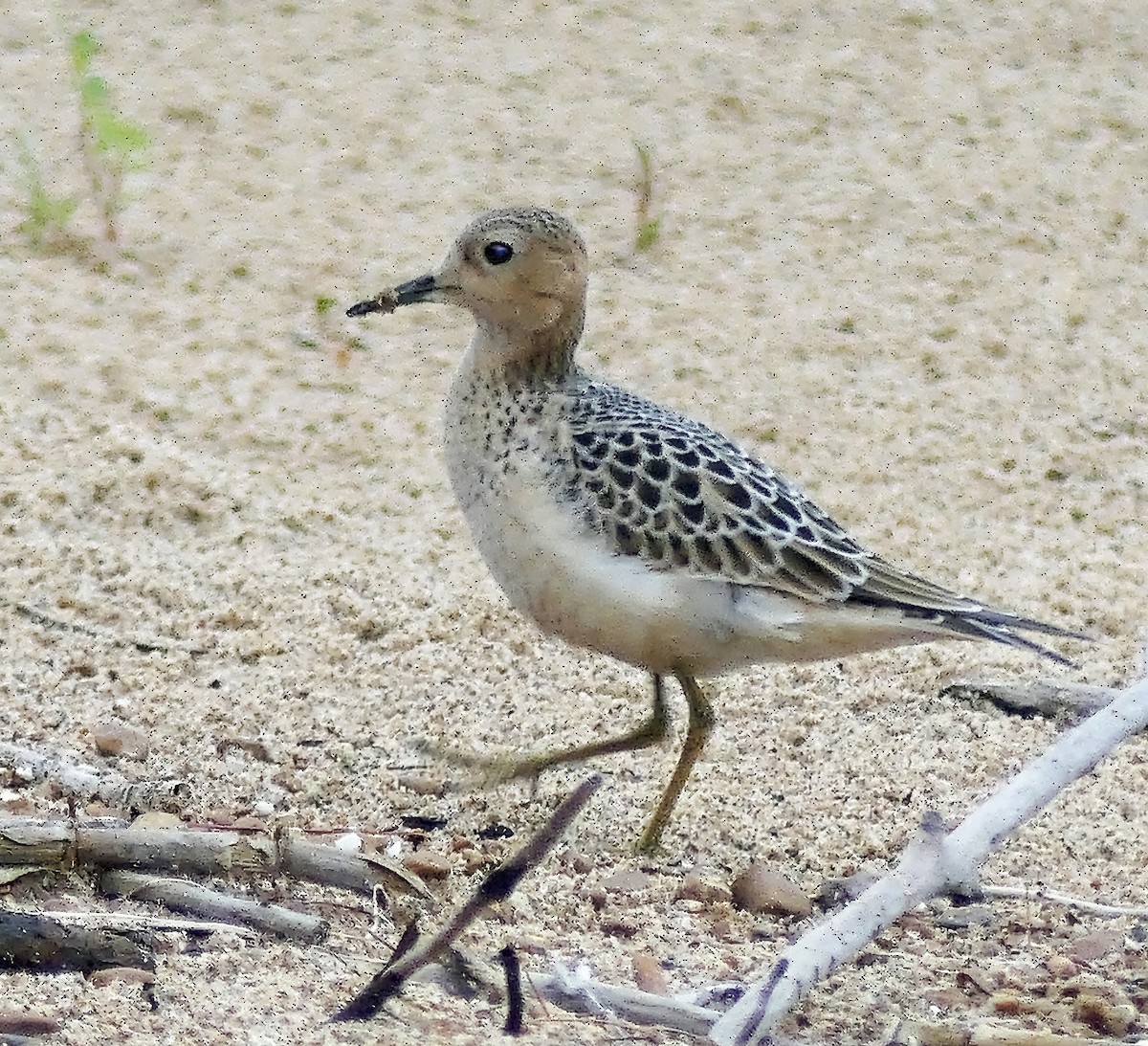 Buff-breasted Sandpiper - Tess  Nelkie