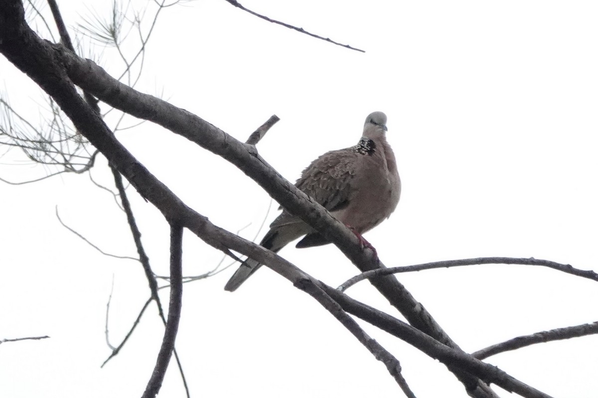 Spotted Dove - ML608157091