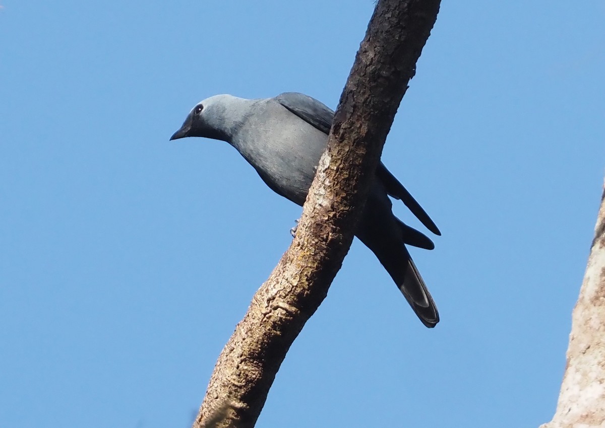 Boyer's Cuckooshrike - ML608157521