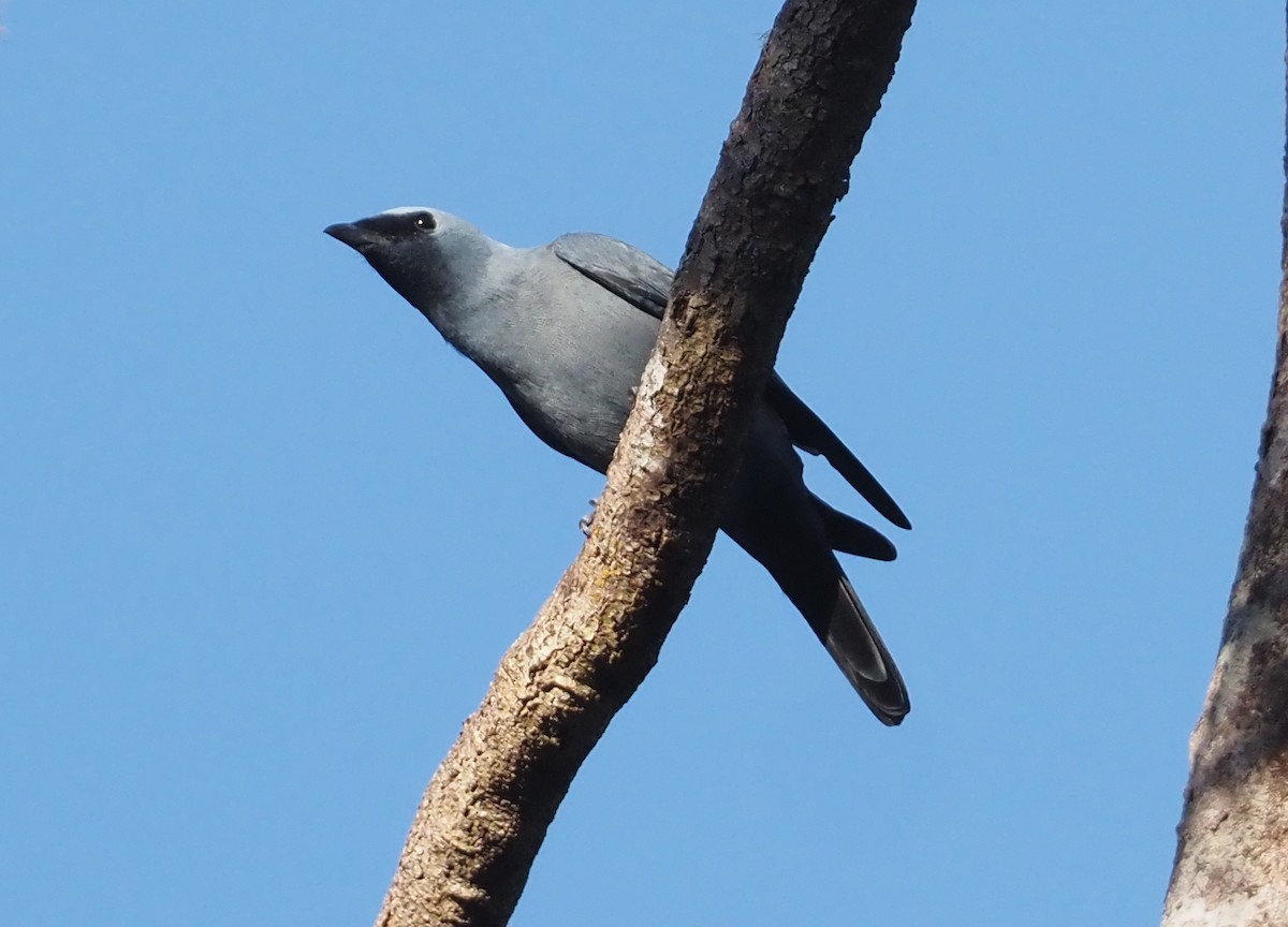 Boyer's Cuckooshrike - ML608157591