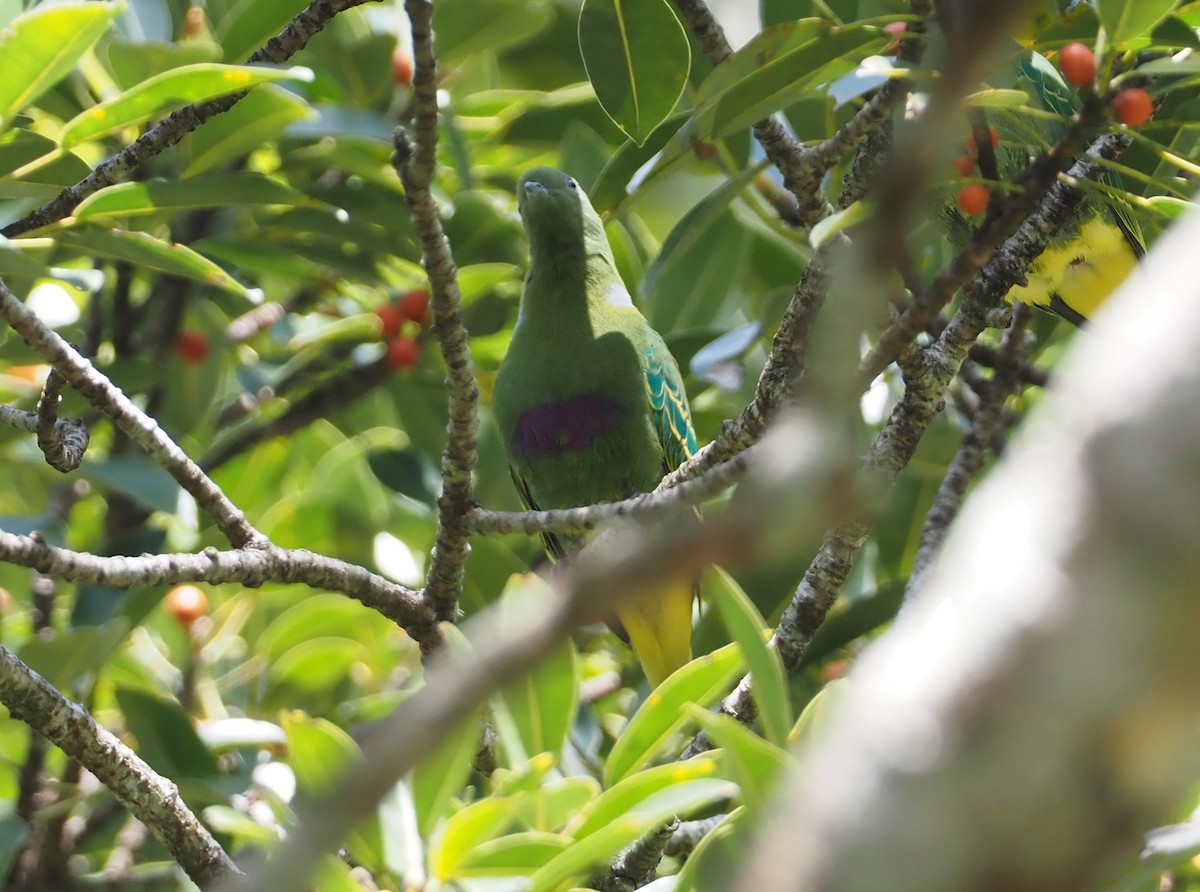 Dwarf Fruit-Dove - Stephan Lorenz