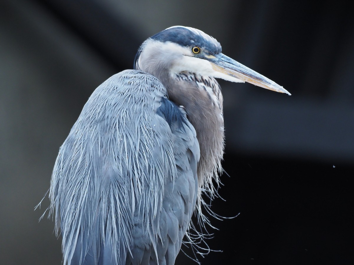 Great Blue Heron - ML608159801