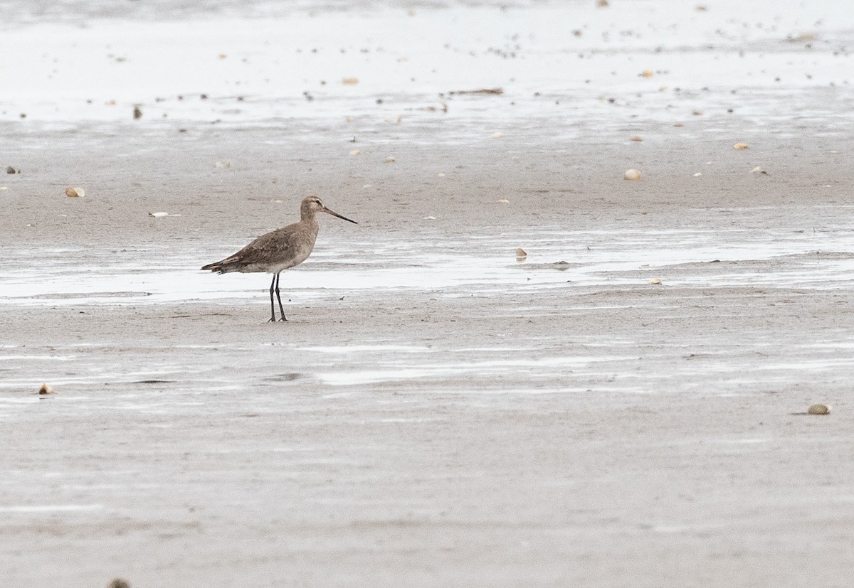 Hudsonian Godwit - Ernst Mutchnick