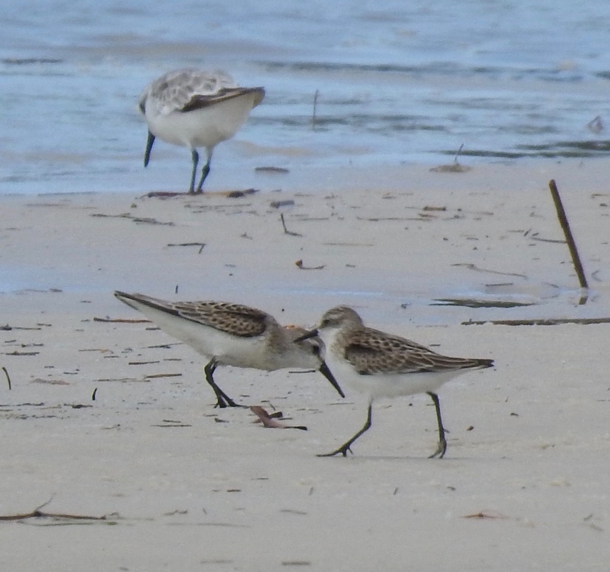 Semipalmated Sandpiper - alice horst