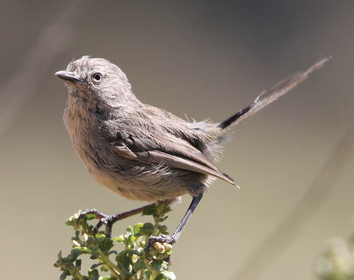 Wrentit - ML608160891