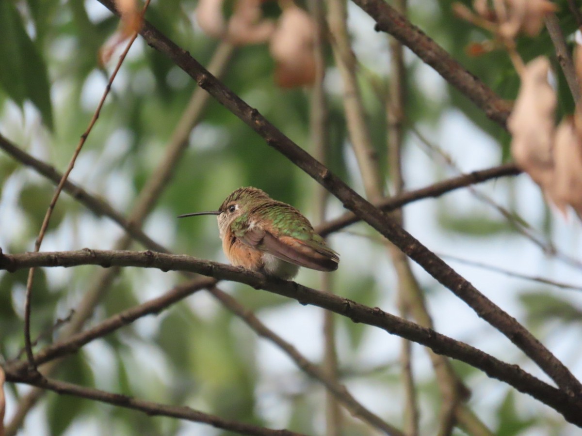 Rufous Hummingbird - ML608161091