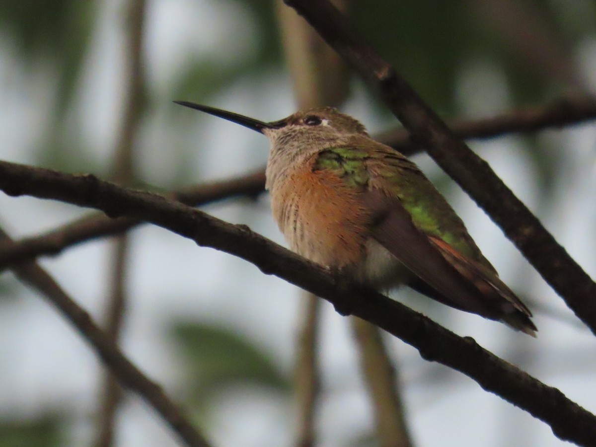 Rufous Hummingbird - ML608161121