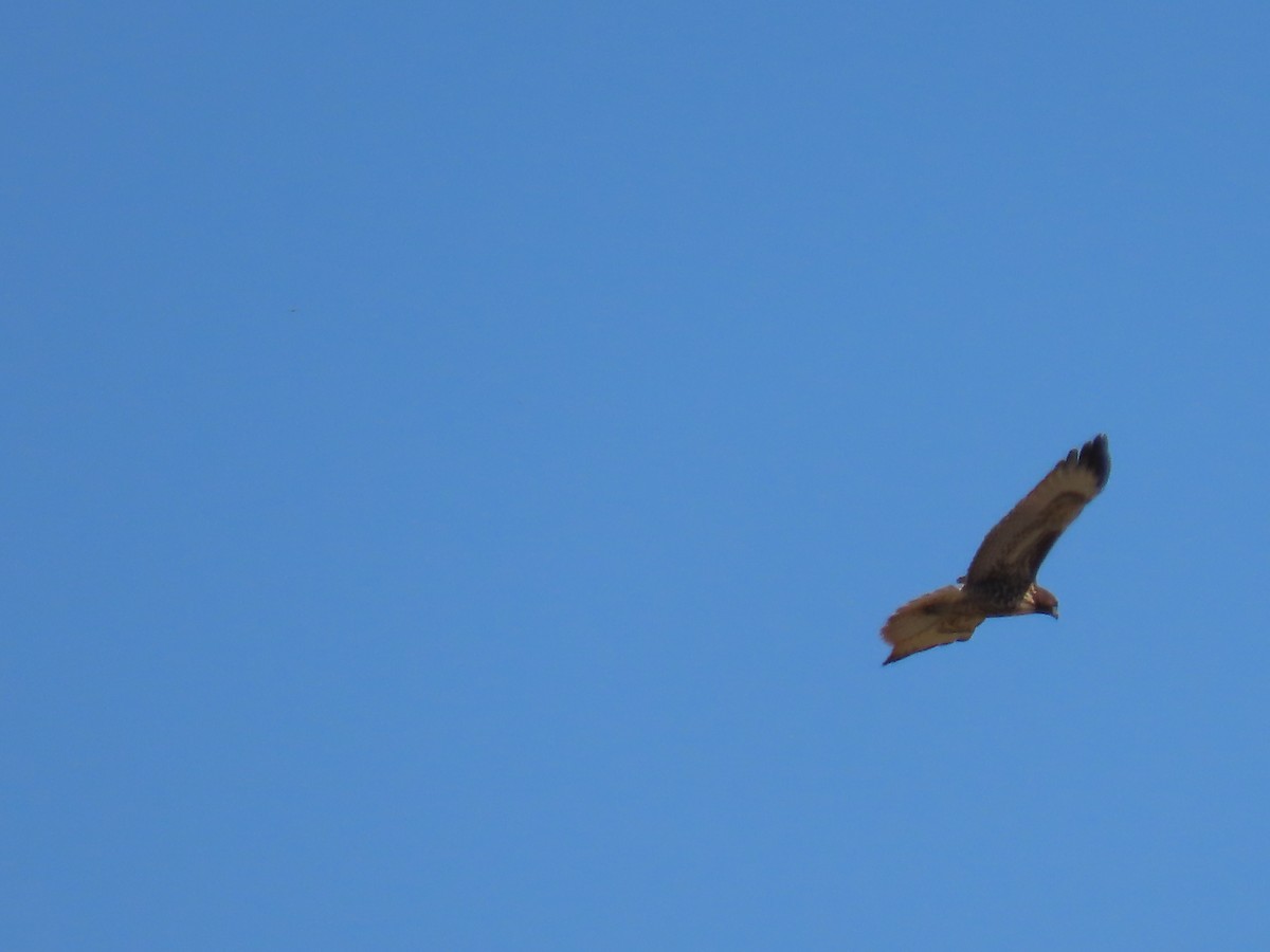 Red-tailed Hawk - Elizabeth Ferber