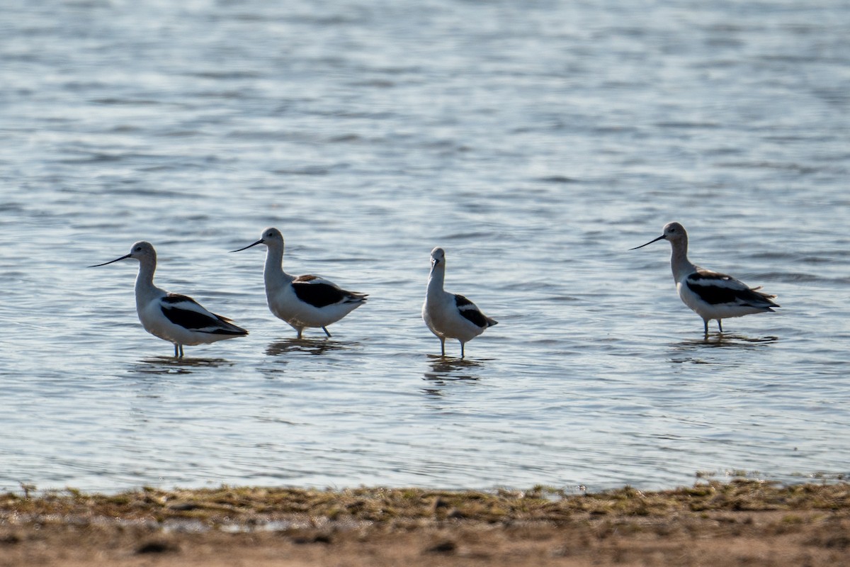 American Avocet - Yaodi F