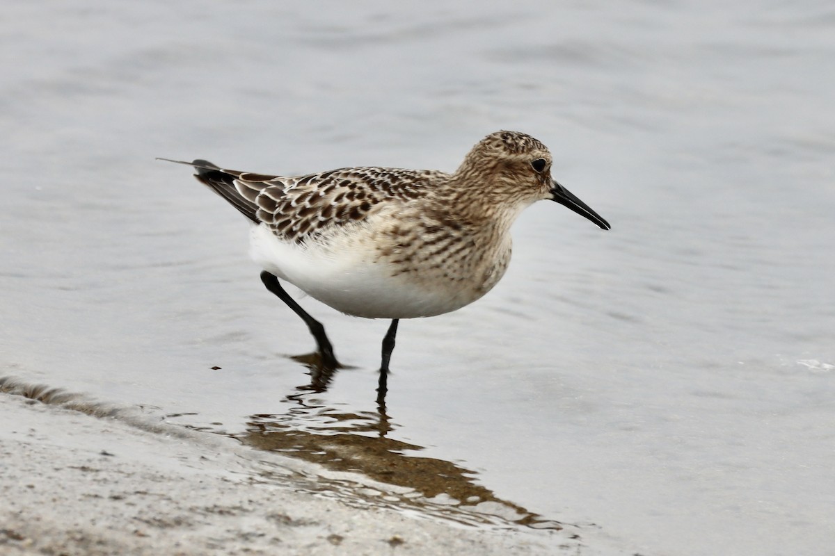 Baird's Sandpiper - ML608162391