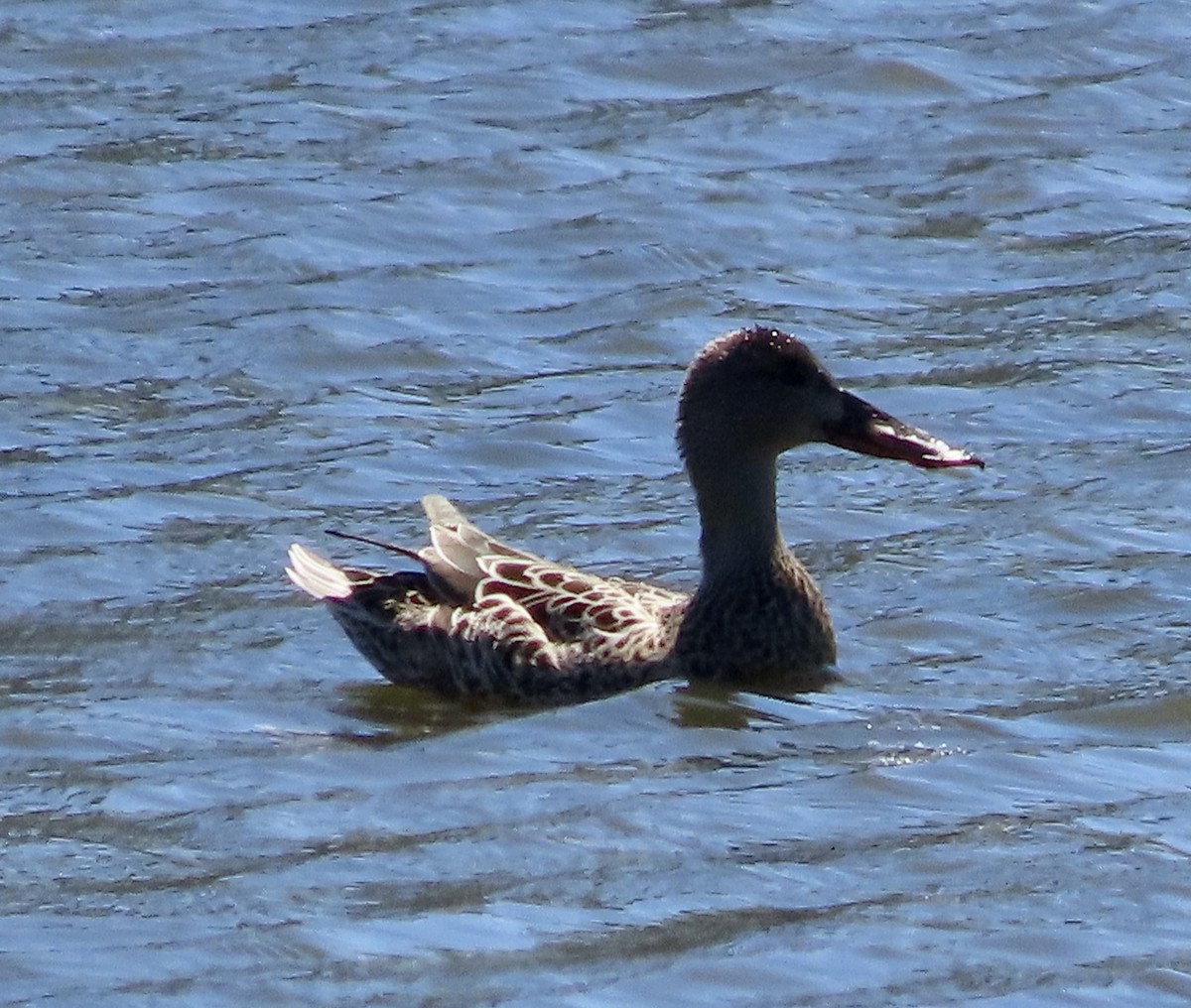 Northern Shoveler - George Chrisman