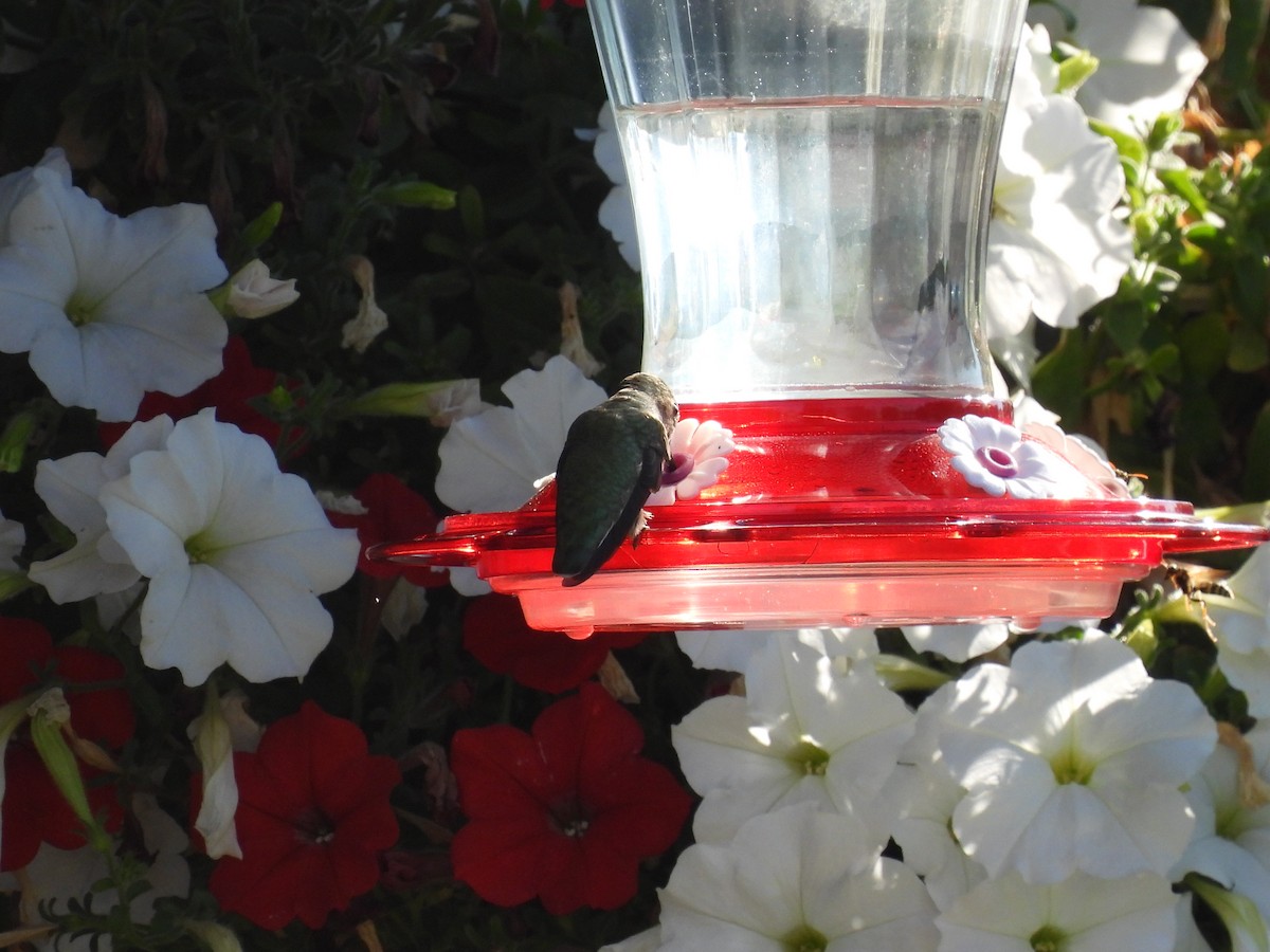Calliope Hummingbird - Duke Tufty