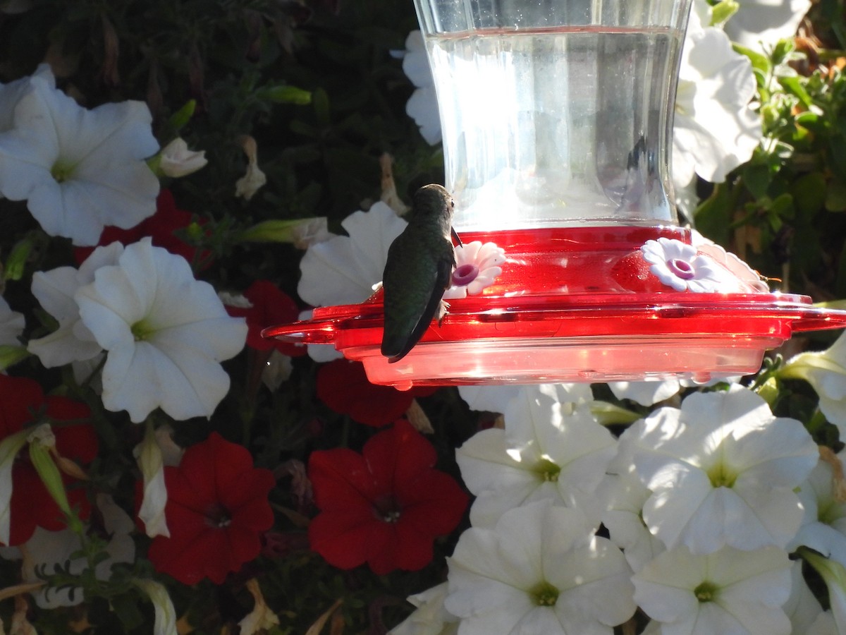 Calliope Hummingbird - Duke Tufty