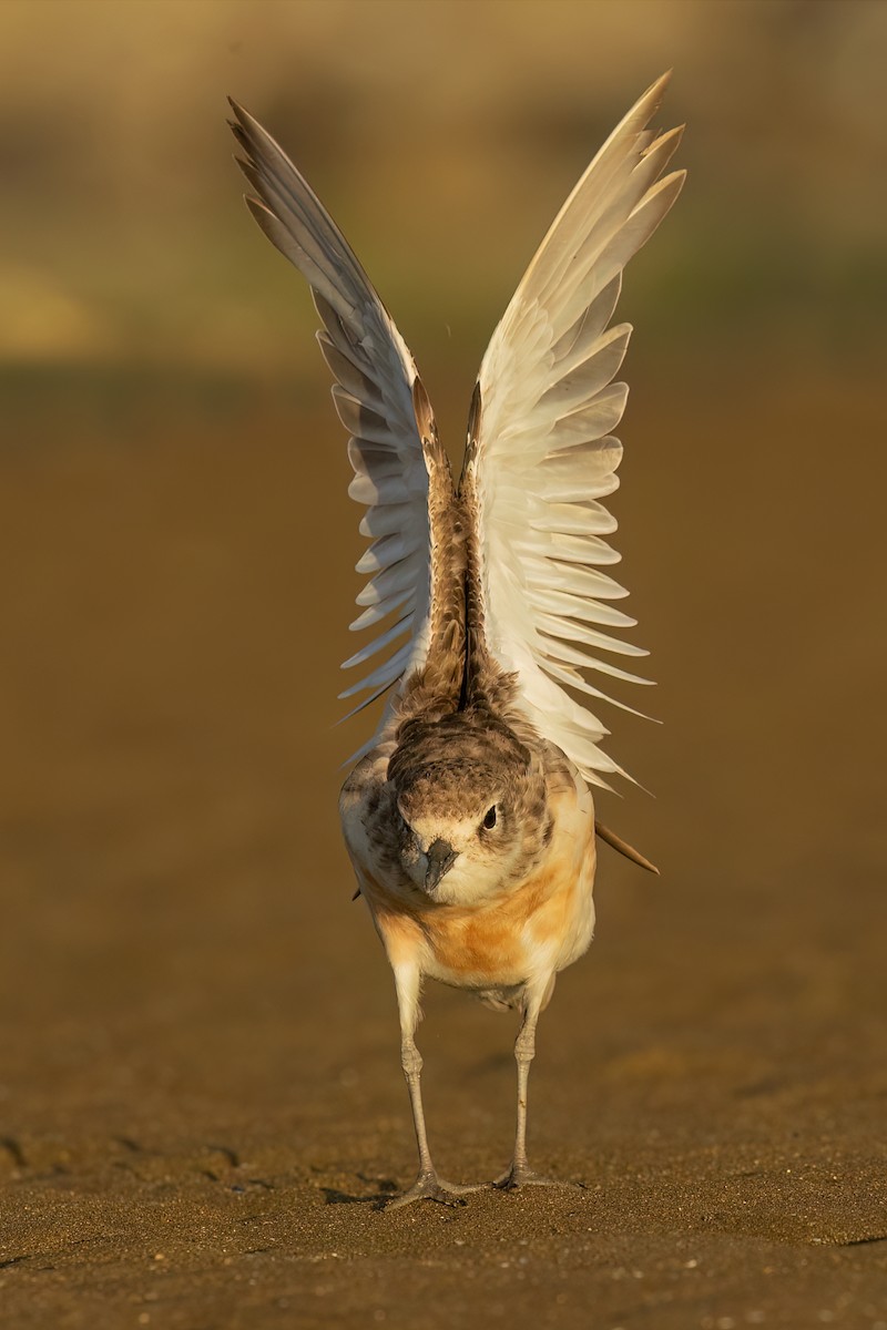 Red-breasted Dotterel - David Irving