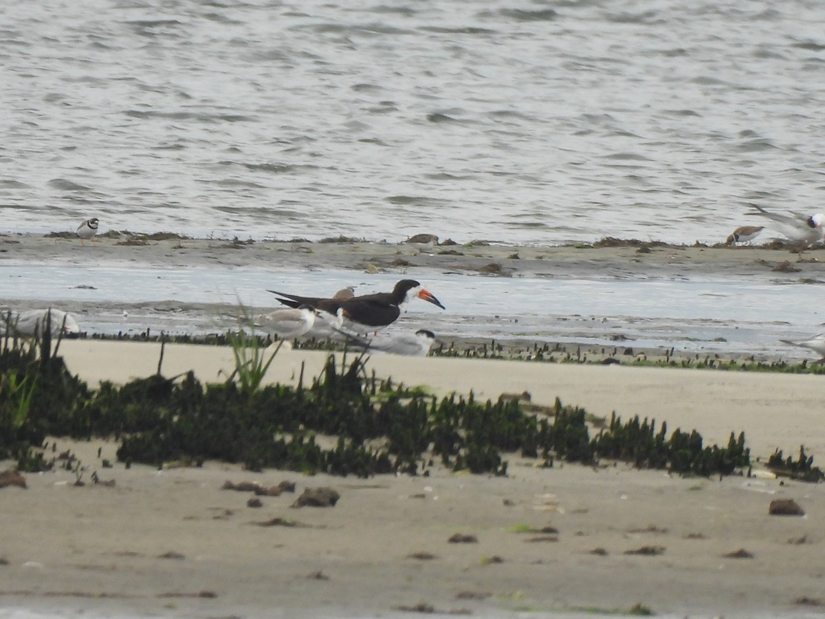 Black Skimmer - ML608166031