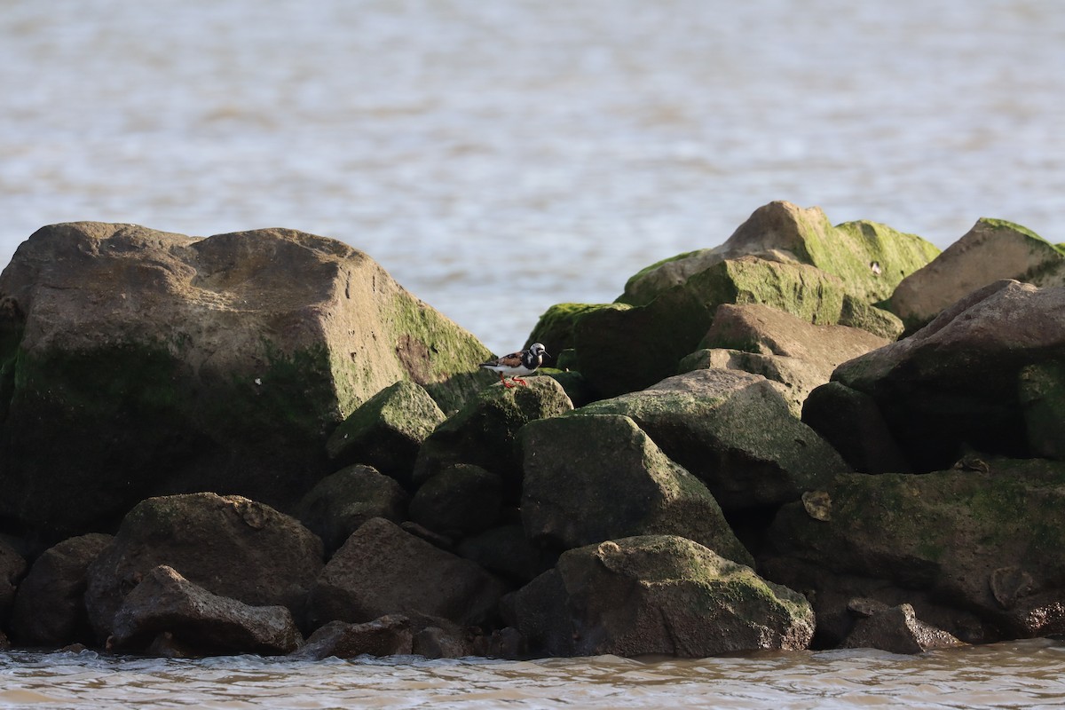 Ruddy Turnstone - ML608166261