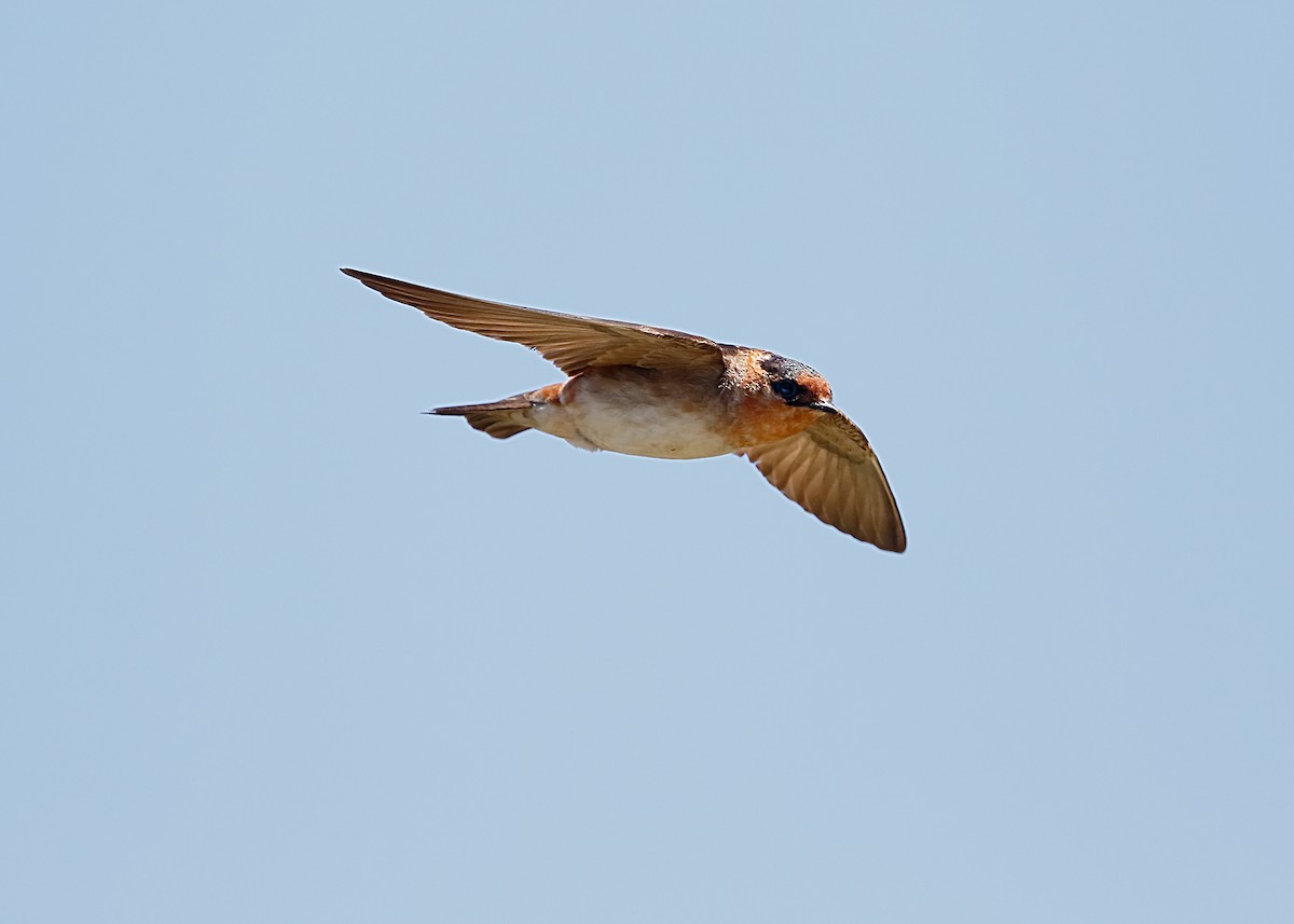 Cave Swallow - ML608166371