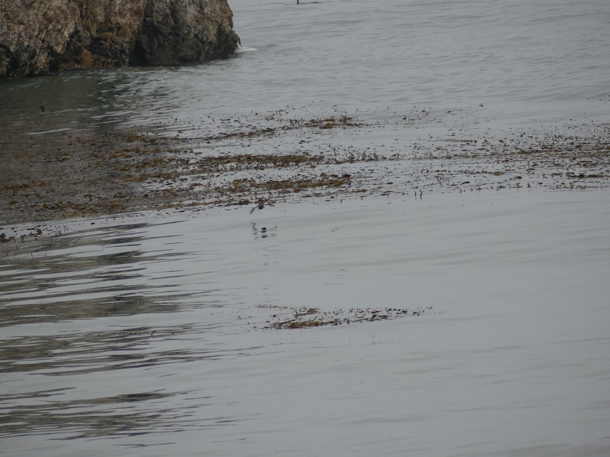 Pigeon Guillemot - ML608166591