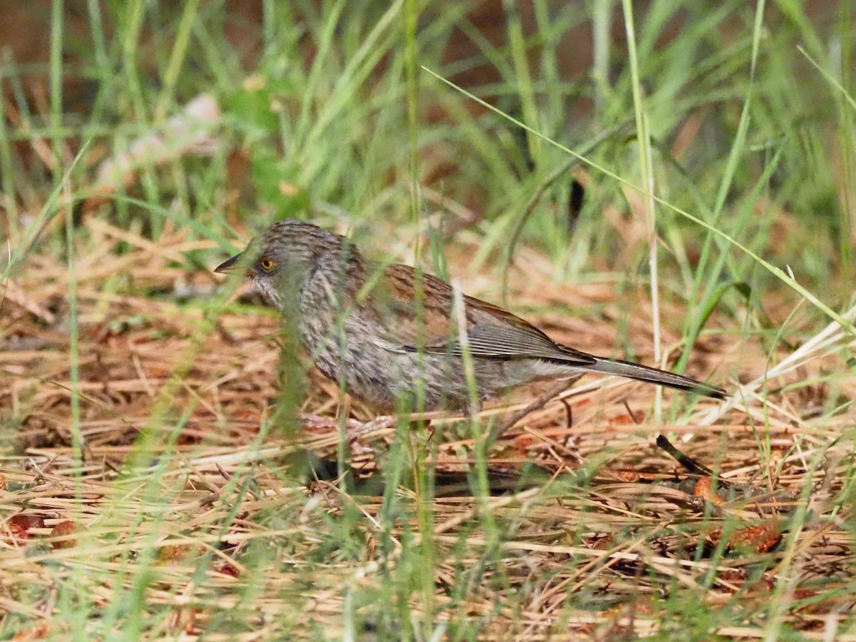 Yellow-eyed Junco - ML608167461