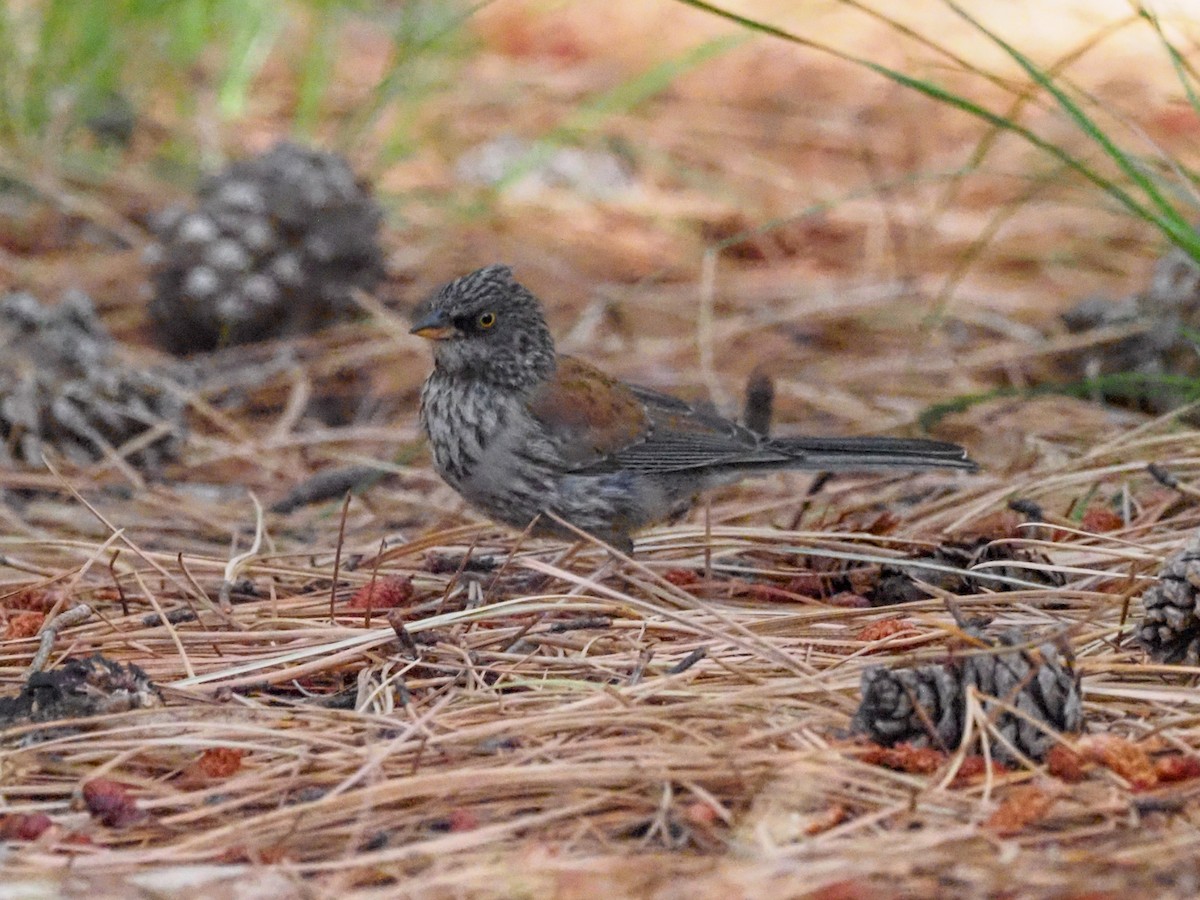 Yellow-eyed Junco - Todd Deininger